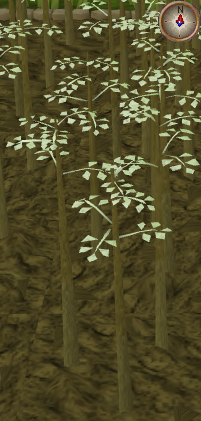 File:Jute3.png