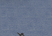 File:Fishing trawler swimming.gif