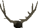 A detailed image of some antlers.