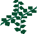 File:Edible seaweed detail.png
