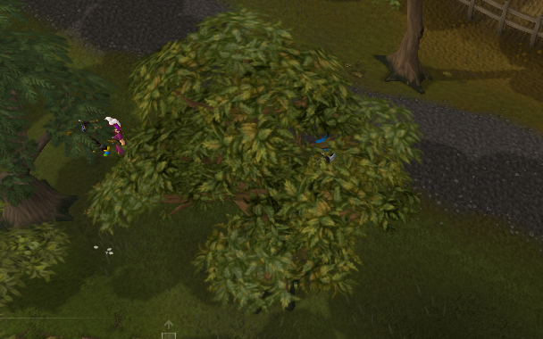 File:Oak tree.png