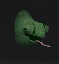 File:Chameleon adult chathead grass.png