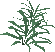 File:Rosemary detail.png