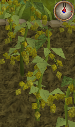 File:Yanillian6.png