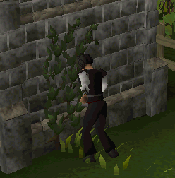 File:Chopping ivy.gif
