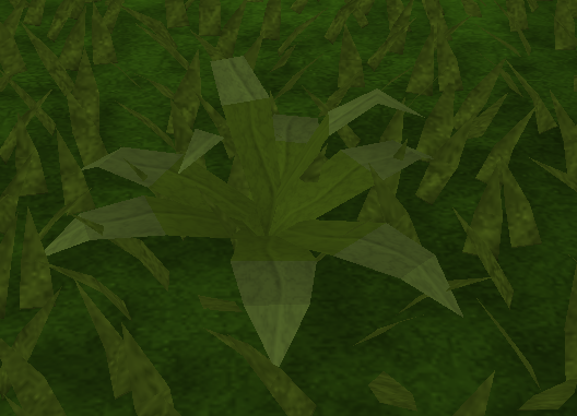 File:Small fern.png