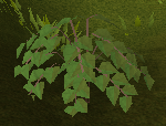 File:Plant in ground.png