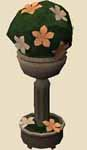 File:Spherical evergreen.png