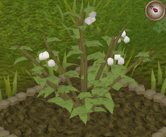 File:Whiteberry8.png
