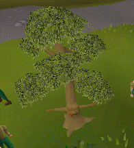 File:Ent yew tree.gif