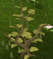 A ravaged neverberry bush.