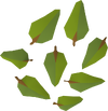 A detailed image of some yew leaves.