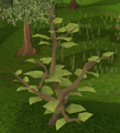 A healthy neverberry bush.