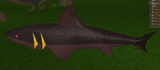 A detailed image of a fury shark.