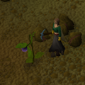 Strange plant before the update.