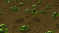 Cabbages hopping all around the Draynor Cabbage field.