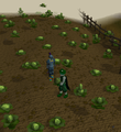 A player holding a cabbage in the middle of a cabbage patch full of jumping cabbages.