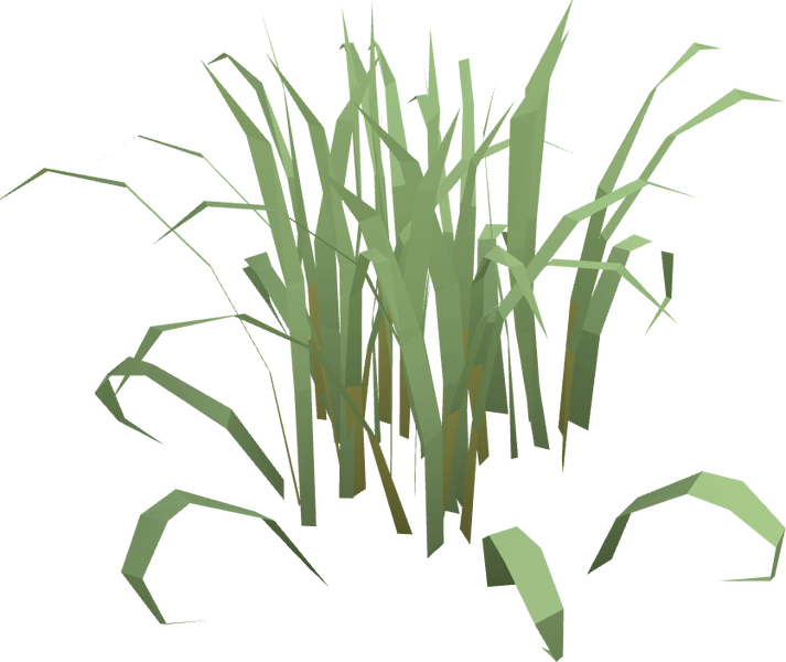 File:Fever grass (plant).png