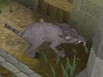 Giant rat